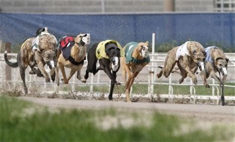 Greyhound Racing Handicapping .